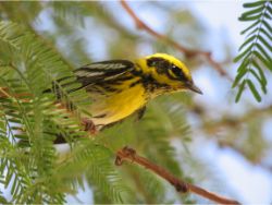 Townsend's Warbler